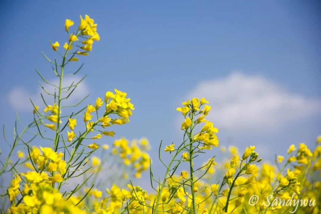 3月昆明，宜“春光乍泄”！