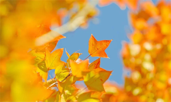 楓葉紅了，這是大姚最美色彩